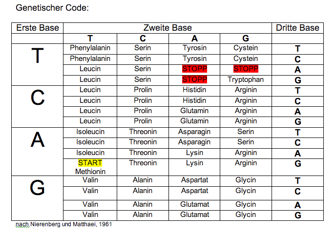 Die Darstellung als Codetabelle. 1., 2., und 3. Base des Tripletts ergeben den Code fÃ¼r eine bestimmte AminosÃ¤ure