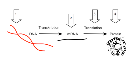 Die Proteinbiosynthese kann an den unterschiedlichsten Stellen reguliert oder unterbrochen werden.