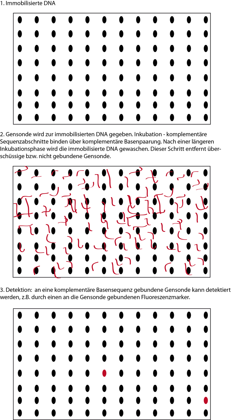 Die Gensonde ist eine in der Forschung eingesetzte Methode um eine komplementÃƒÂ¤re Basensequenz aufzufinden.