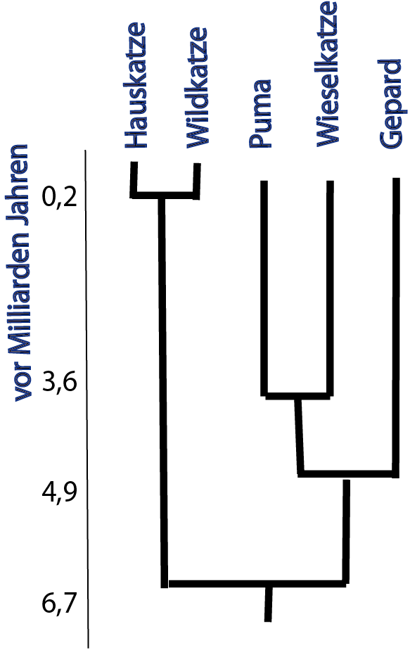 Stammbaum der Katzenartigen