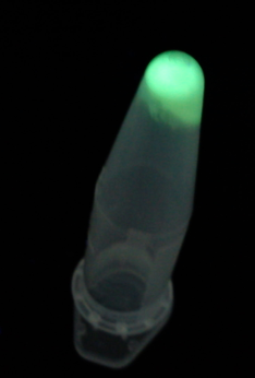 Zellpellet in Reaktionsgefäß: E.coli-Zellen, die GFP hergestellt haben leuchten im UV-Licht.