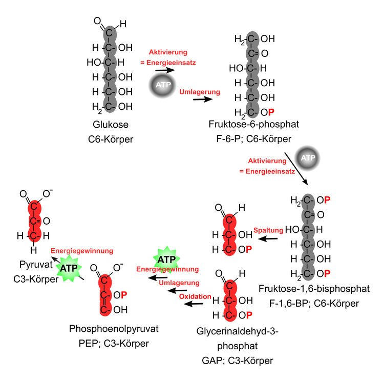 Ablauf der Glykolyse. Die Reaktionsschritte sind hier im Form des C-Körper-Schemas dargestellt.