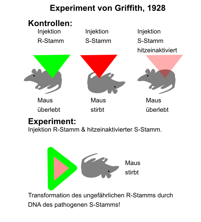 Grundlegend fÃƒÂ¼r das VerstÃƒÂ¤ndnis der spÃƒÂ¤teren Molekularbiologie sind die Experimente von Griffith und Avery. Hier erforschen die Forscher erstmalig den Zusammenhang zwischen DNA und Vererbung. Experiment von Griffith (1928) ? Versuchsobjekt: Streptococcus pneumoniae Die von Frederick Griffith ausgewÃƒÂ¤hlten Streptokokken kommen natÃƒÂ¼rlicherweise in zwei Formen vor. Smooth (S) ? lÃƒÂ¶st Krankheit aus ? Bakterien sind durch spezielle Schleimkapsel geschÃƒÂ¼tzt und daher fÃƒÂ¼r das Immunsystem nicht erkennbar Rough (R) ? nicht krankheitserregend Griffith behandelte MÃƒÂ¤use mit beiden Streptokokken-StÃƒÂ¤mmen. Dabei fÃƒÂ¼hrte er vor dem eigentlichen Experiment folgende Kontrollen durch: Die Versuchstiere werden injiziert mit: ? S-Stamm => Maus stirbt ? R-Stamm => Maus ÃƒÂ¼berlebt ? hitzebehandelter (abgetÃƒÂ¶teter) S-Stamm => Maus ÃƒÂ¼berlebt. Im Experiment mischte Griffith den hitzebehandelten und damit abgetÃƒÂ¶teten S-Stamm mit den unbehandelten (lebenden) R-Bakterien. Ergebnis: Maus stirbt!