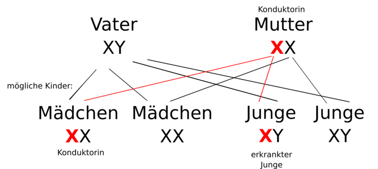 HÃƒÂ¤mophilie: Die Mutter ist TrÃƒÂ¤gerin der Krankheit. Wie wirkt sich dies auf die Folgegeneration aus. Welches Geschlecht ist stÃƒÂ¤rker betroffen?