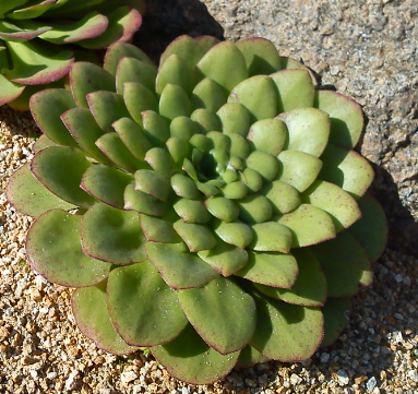 Sempervivum aus dem neuen botanischen Garten in Göttingen.