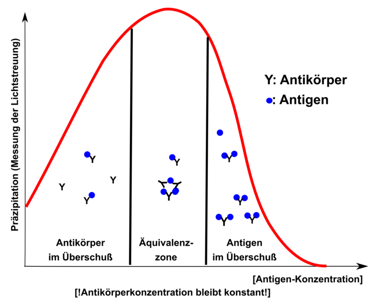 Heidelberger-Kendall-Plot: Da jeder Antikörper mehr als eine Bindestelle für das Antigen besitzt, kommt es ab einer bestimmten Antikörperkonzentration zum Ausfällen des Antikörper-Antigen-Komplexes