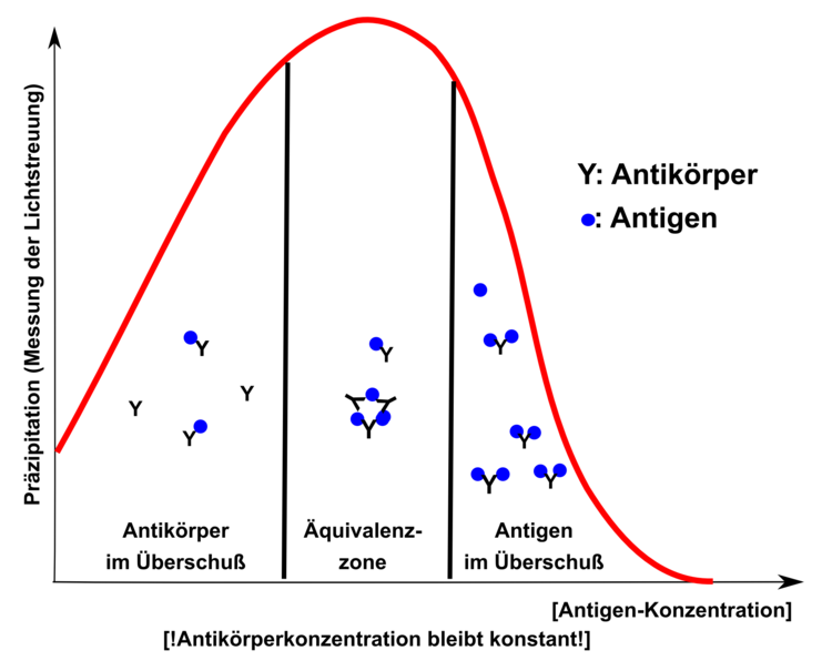 Heidelberger-Kendall-Plot: Da jeder AntikÃƒÂ¶rper mehr als eine Bindestelle fÃƒÂ¼r das Antigen besitzt, kommt es ab einer bestimmten AntikÃƒÂ¶rperkonzentration zum AusfÃƒÂ¤llen des AntikÃƒÂ¶rper-Antigen-Komplexes