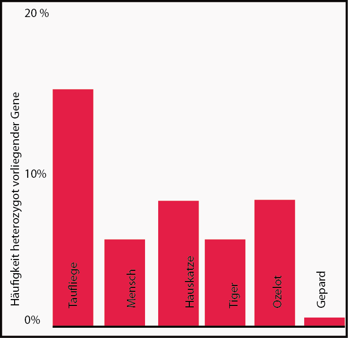 Abbildung 3 ist die HÃƒÂ¤ufigkeit heterozygot (mischerbig) vorliegender Gene bei verschie denen Organismen dargestellt.