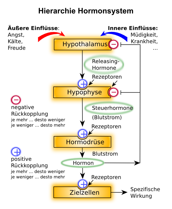 Das Hormonsystem ist hierarchisch aufgebaut. So stellt der Hypothalamus das Oberzentrum des Hormonsystems dar. Darunter ist die Hypophyse lokalisiert, weiter unten in der Hierarchie sind die HormondrÃ¼sen, gefolgt von den Zielzellen.