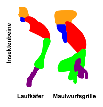 Homologie = gleicher Bauplan