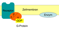G-Protein-gekoppelter Hormonrezeptor.