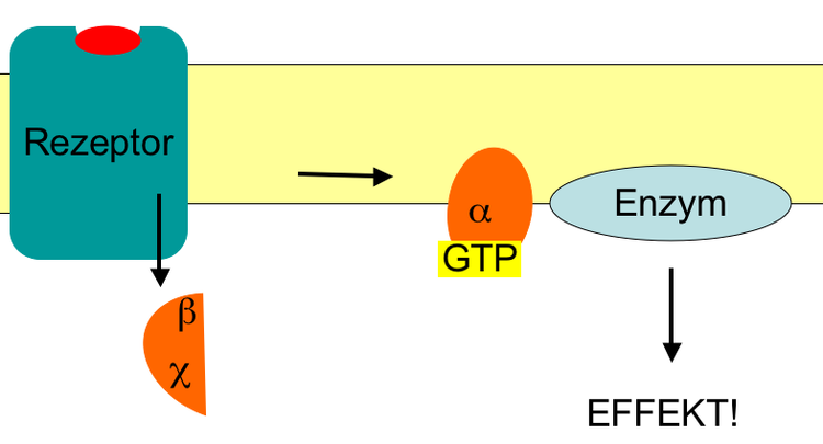 Ligand (Hormon-)Bindung am Rezeptor löst eine Signalkaskade aus: Das G-Protein am Rezeptor wird aktiviert und aktiviert dann ein Effektorenzym. Die Information wird indirekt (second messenger) weitergegeben.