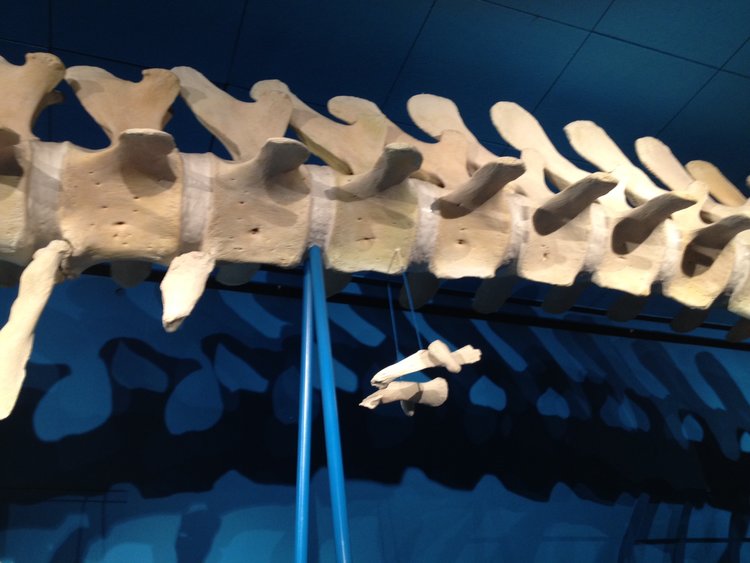 Walskelett -> Beckenknochen entspricht der Originalgröße bei Rückkehr der Wale ins Wasser....