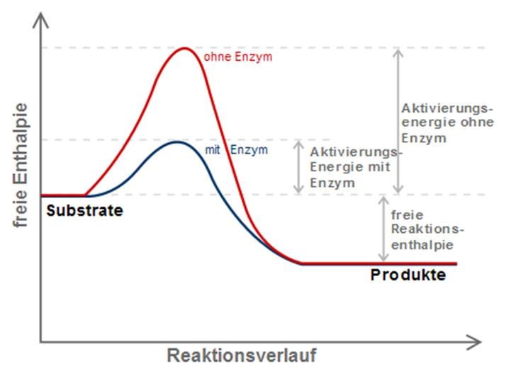 Reduktion der Aktivierungsenergie durch einen Katalysator