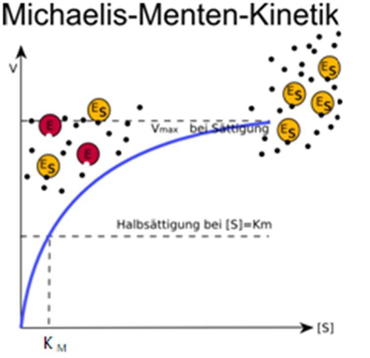 Michaelis-Menten- Konstante: Substrakonzentration, bei der die halbe SÃƒÂ¤ttigung erreicht ist.