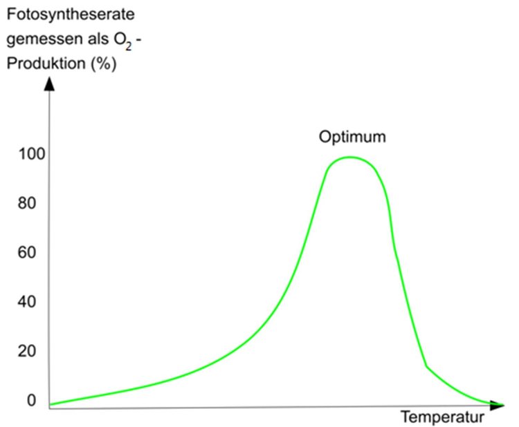Temperaturoptimum Fotosynthese