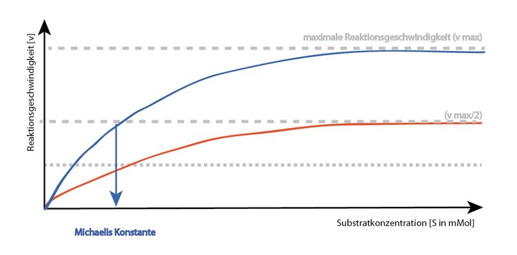nicht kompetitive Hemmung: Der Inhibitor bindet auerhalb des aktiven Zentrum. Das aktive Zentrum ist frei fr das Substrat. Betrachtet man, welche Enzymzustnde es gibt, so finden sich das freie Enzym mit Inhibtor (IE) sowie das substratbesetzte Enzym mit Inhibitor (IES). Der Inhibitor bindet unabhngig vom Substrat bzw. der Substratkonzentration an das Enzym! Damit wird ? durch Vernderung des aktiven Zentrums durch den Einfluss des Inhibitors ? die Geschwindigkeit des Enzyms derart beeinflusst, dass ein ?neuer? Maximalwert erreicht wird, der unter vmax der ungehemmten Enzymreaktion liegt. Die Steigerung der Substratkonzentration fhrt zum ?gehemmten? Maximalwert, kann aber nie das ?ungehemmte? vmax erreichen!