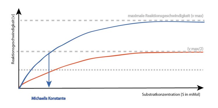 nicht kompetitive Hemmung: Der Inhibitor bindet auÃerhalb des aktiven Zentrum. Das aktive Zentrum ist frei fÃ¼r das Substrat. Betrachtet man, welche EnzymzustÃ¤nde es gibt, so finden sich das freie Enzym mit Inhibtor (IE) sowie das substratbesetzte Enzym mit Inhibitor (IES). Der Inhibitor bindet unabhÃ¤ngig vom Substrat bzw. der Substratkonzentration an das Enzym! Damit wird ? durch VerÃ¤nderung des aktiven Zentrums durch den Einfluss des Inhibitors ? die Geschwindigkeit des Enzyms derart beeinflusst, dass ein ?neuer? Maximalwert erreicht wird, der unter vmax der ungehemmten Enzymreaktion liegt. Die Steigerung der Substratkonzentration fÃ¼hrt zum ?gehemmten? Maximalwert, kann aber nie das ?ungehemmte? vmax erreichen!