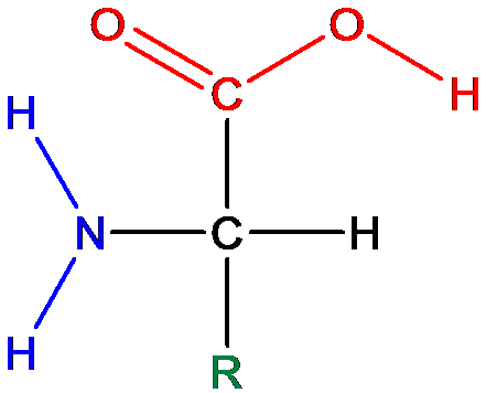 aminos grundstruktur.wmf