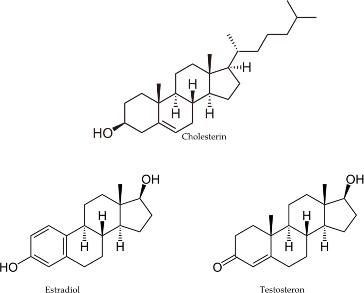 Cholesterin und zwei wichtige Geschlechtshormone: Alle vom KÃ¶rper aus Fetten synthetisierbar