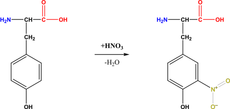 Xanthoproteinereaction.png