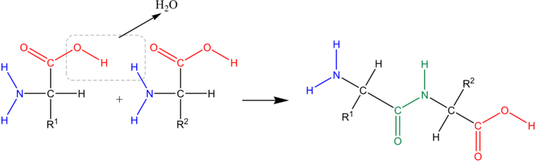 In einer Kondensationsreaktion bildet sich aus zwei Aminosäuren ein Dipeptid