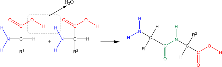 In einer Kondensationsreaktion bildet sich aus zwei AminosÃ¤uren ein Dipeptid