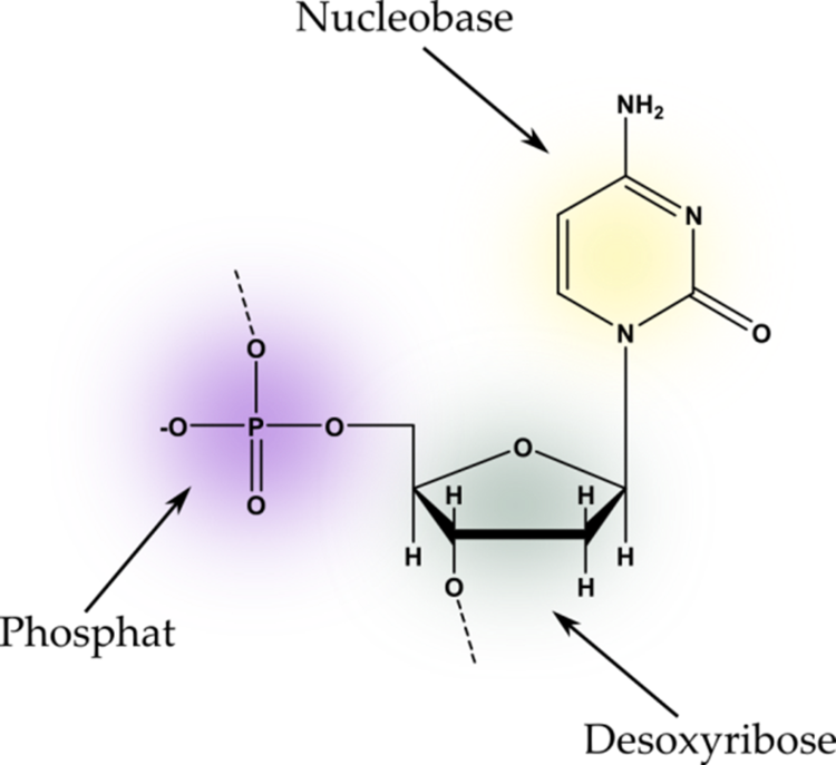 CDnucleo1.png