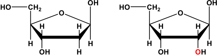 links: Desoxyribose der DNA, rechts: Ribose der RNA