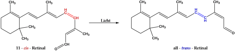 retinal sehvorgang.wmf