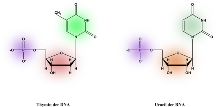 Thymin vs uracil.png