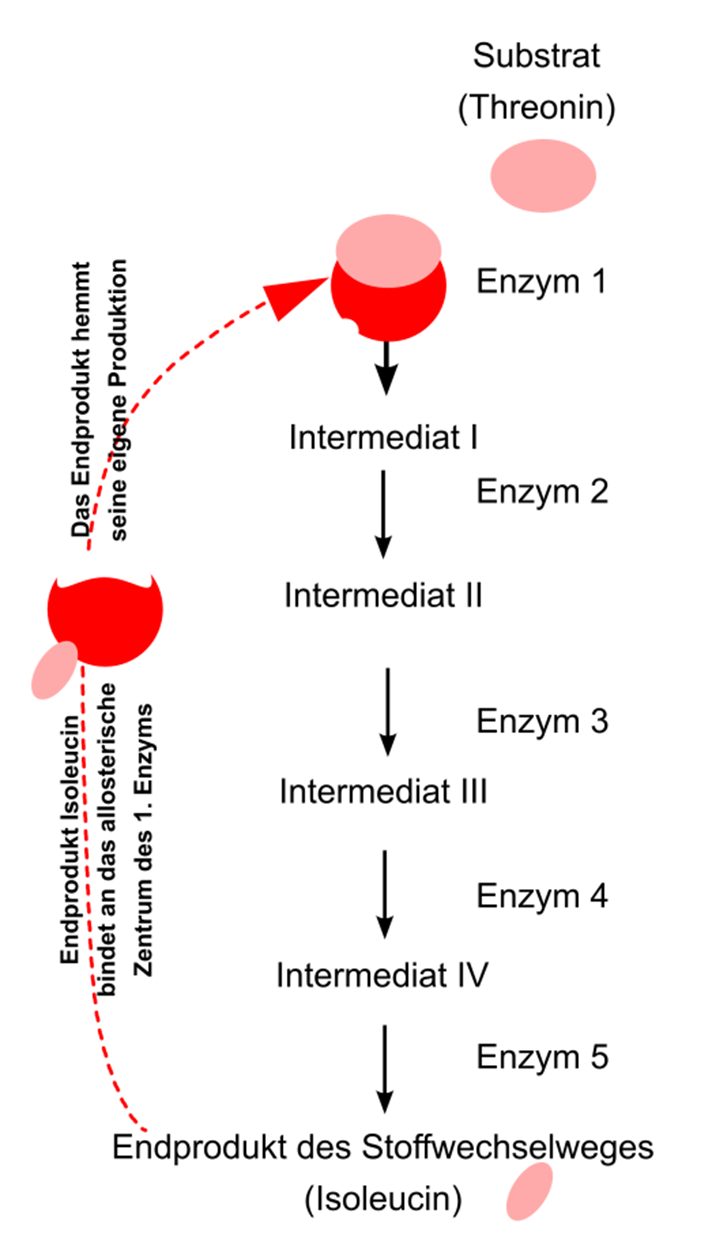 Isoleucin-Biosyntheseweg - Die erste Enzymreaktion wird vom Endprodukt gehemmt.