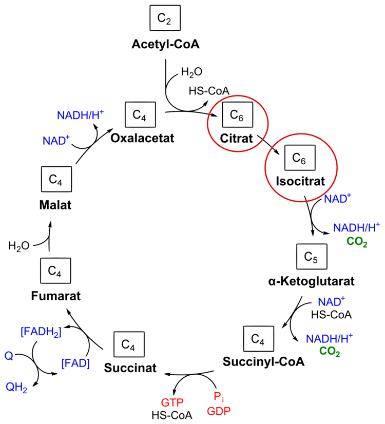 51 TCA_cycle_citrat.emf