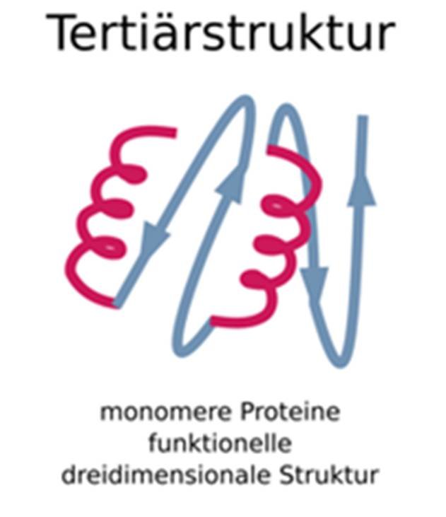 Tertiärstruktur