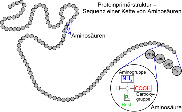 Ausschnitt aus der Primärstruktur eines Proteins