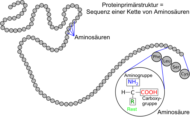 Ausschnitt aus der PrimÃƒÂ¤rstruktur eines Proteins