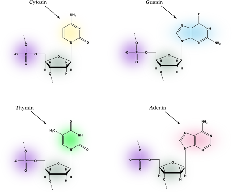 DNA_vier_buchstaben.png