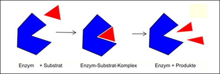 Biokatalysator Enzym