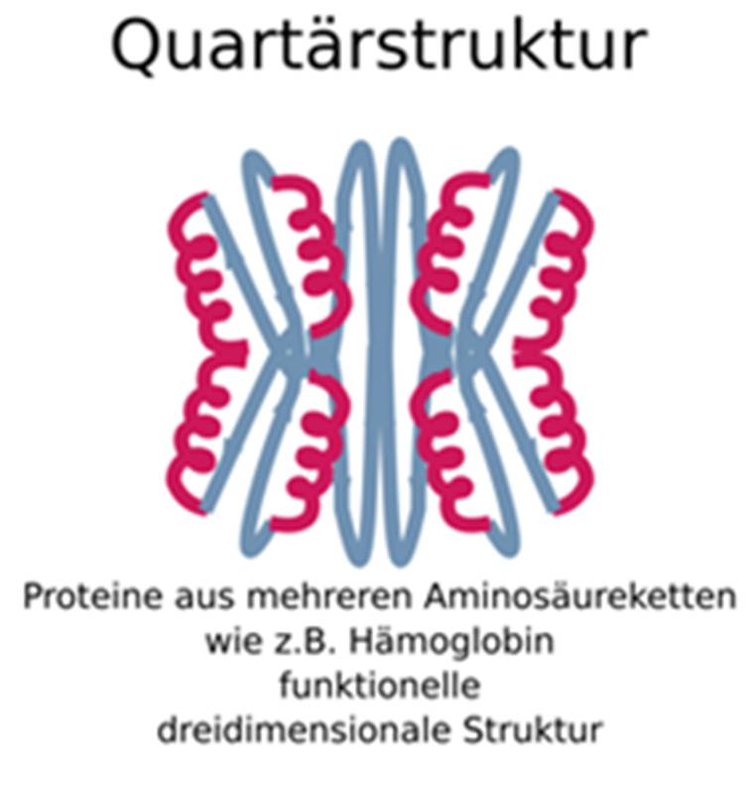 Quartärstruktur