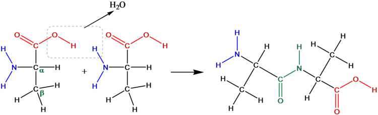 peptidbindung.wmf