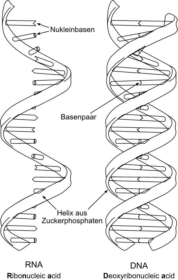Die Nukleinsäuren RNA und DNA
