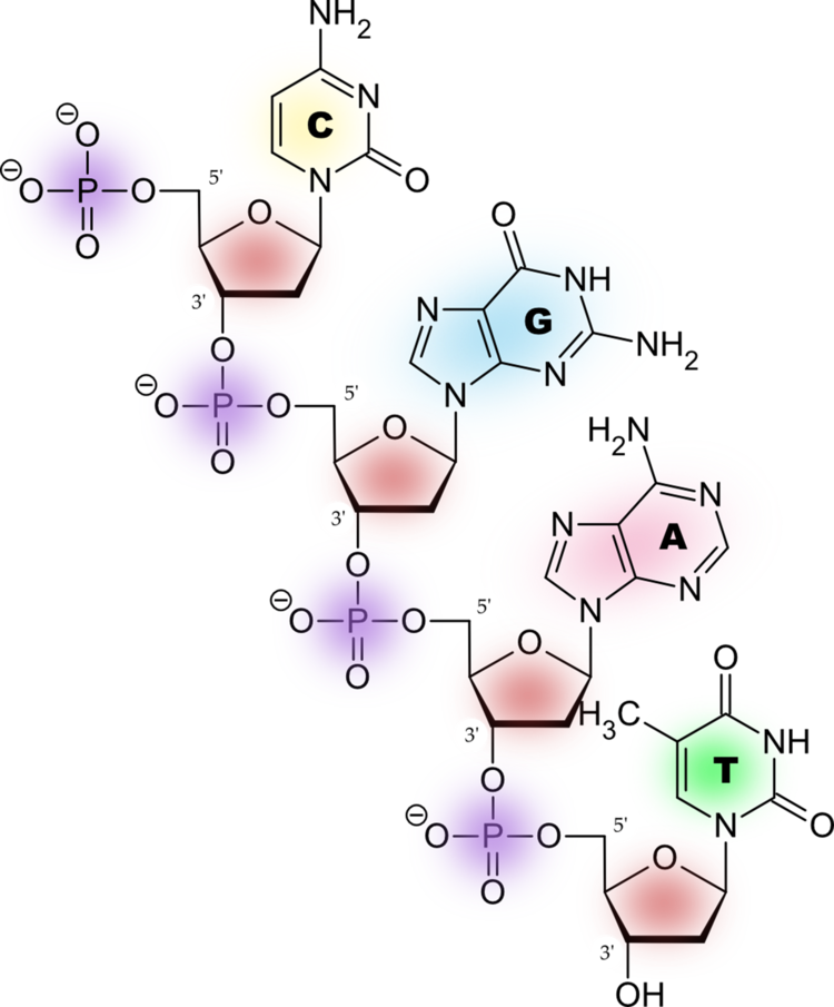 DNA_kette_4buchstaben.png