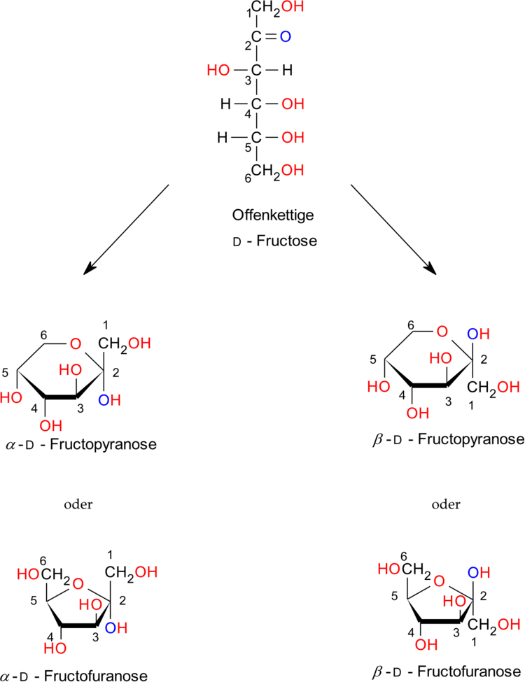 Die fÃƒÂ¼nf Formen der D-Fructose