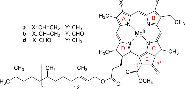 Struktur von Chlorophyll a, b und d