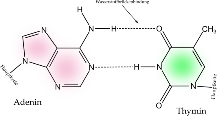 AT_DNA_paarung.png