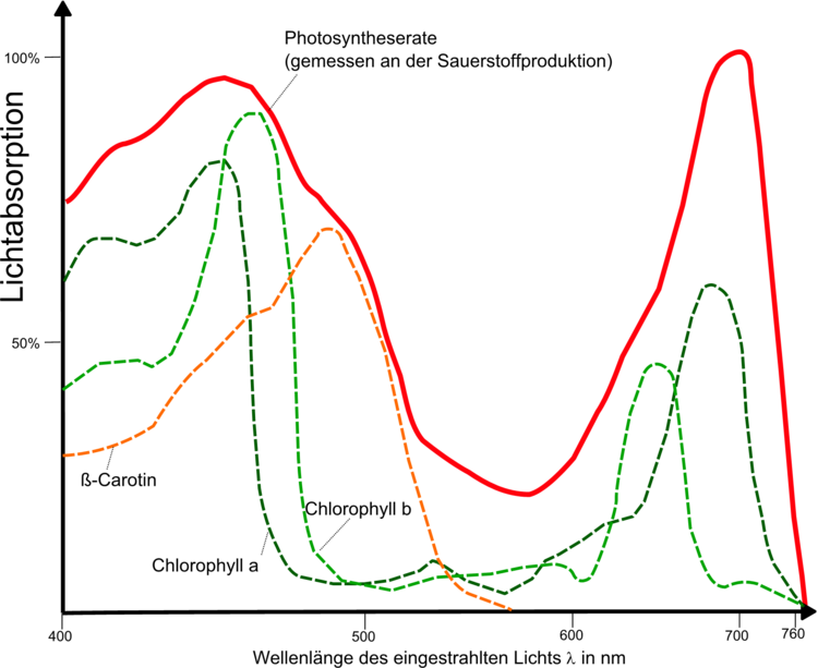 Lichtabsorption und Photosyntheserate eines Buchenblattes gegen lambda