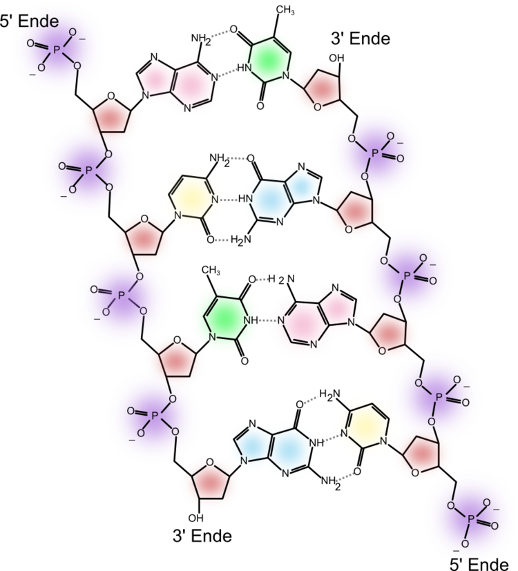 DNA_chemical_structure.png