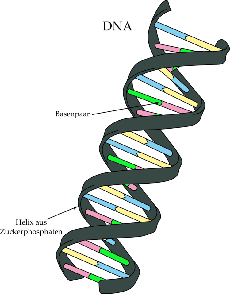DNA_Doppelhelix.png