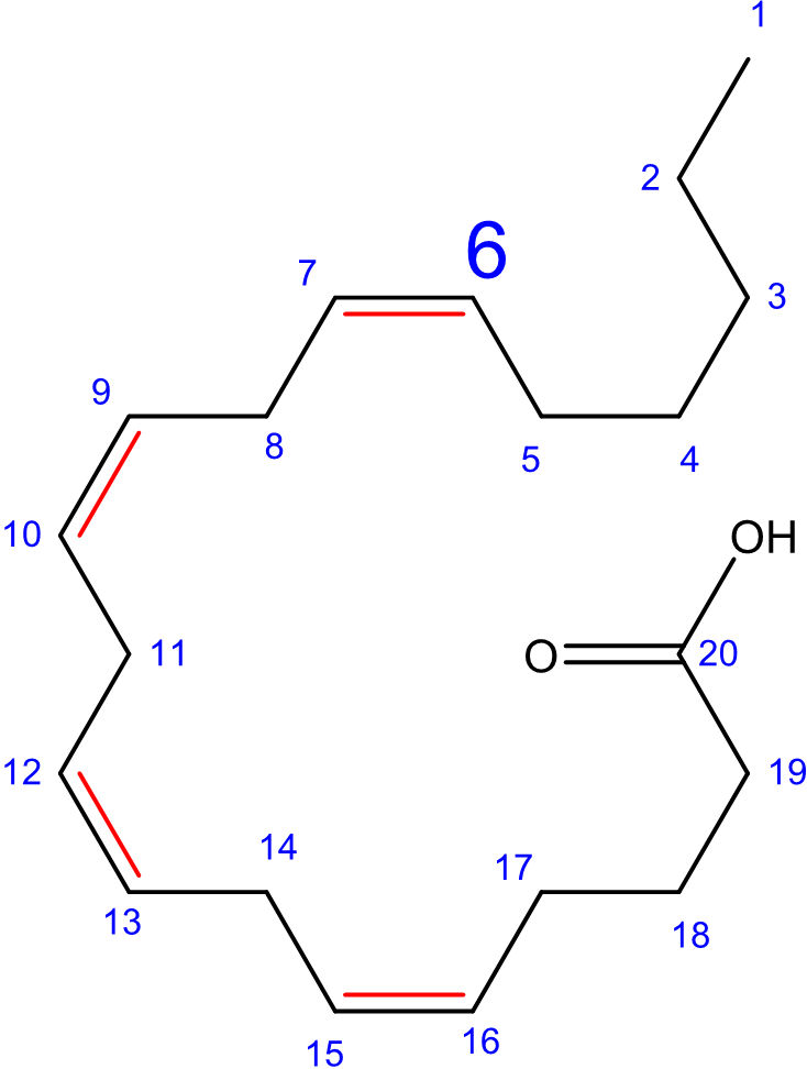 ArachidonsÃƒÂ¤ure: w-6-FettsÃƒÂ¤ure