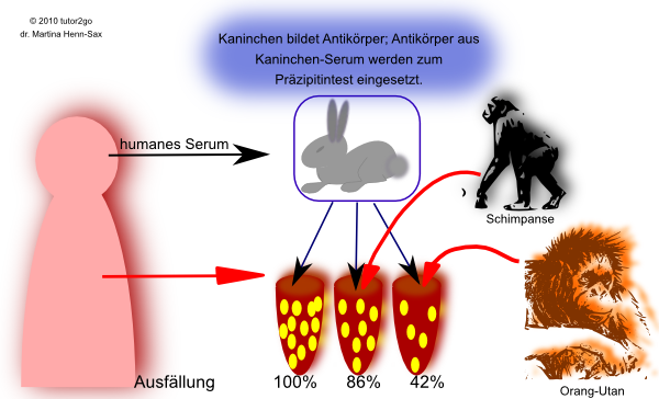 Serum-Przipitintest: Die Verwandtschaft zwischen Mensch und Primaten kann ber die Antigen-Antikrper-Interaktion der jeweiligen artspezifischen Proteine ermittelt werden. Dabei wird menschliches Serum in die Blutbahn eines Kaninchens injiziert. Das Immunsystem des Kaninchens bildet Antikrper, also ein sogenanntes Anti-Human-Serum. Dieses Anti-Human-Serum kann nun mit unterschiedlichen Blutseren gemischt werden. Beim Kontakt mit menschlichem Blutserum muss es zur kompletten Ausfllung der Proteine kommen, bei den jeweiligen Blutseren von Schimpanse oder Orang-Utan sind die Werte jeweils geringer.